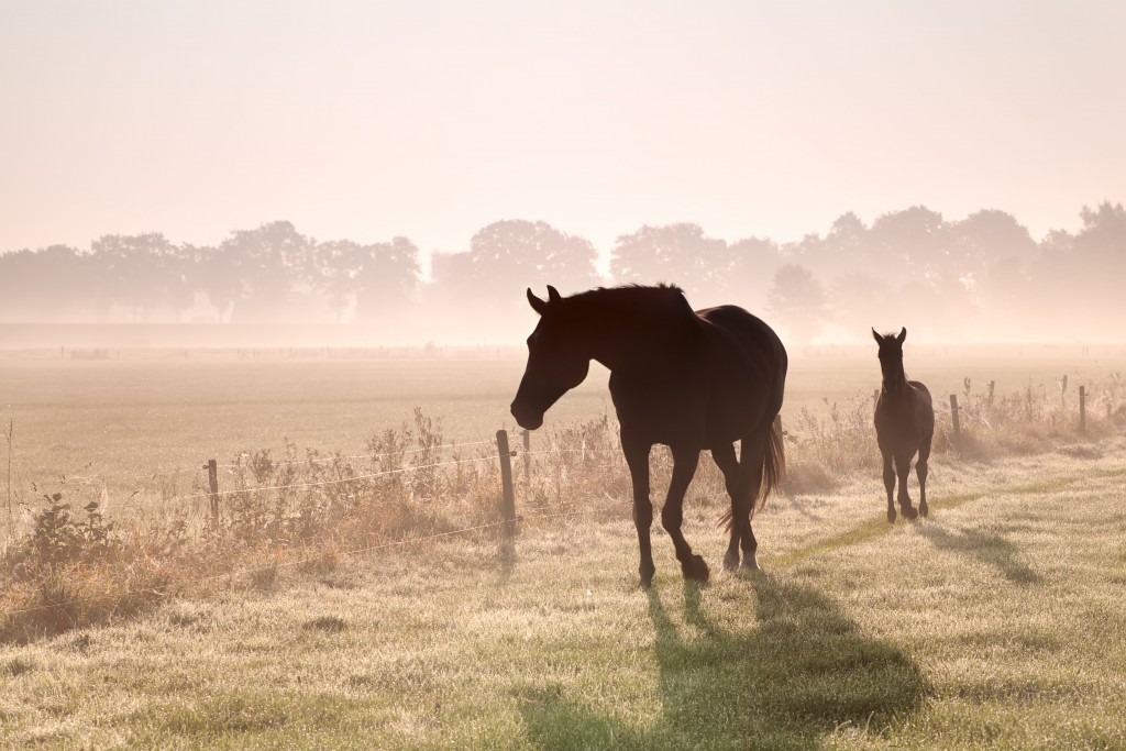 horse and foal silhouettes in fog at sunrise
