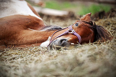 Horse Resting